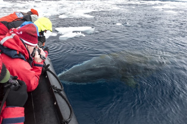 15 Fascinating Facts On Humpback And Minke Whales In The Antarctic Peninsula