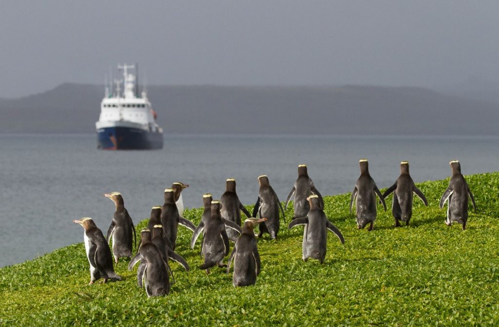 Visit New Zealand's Subantarctic Islands for A Genuine Wilderness